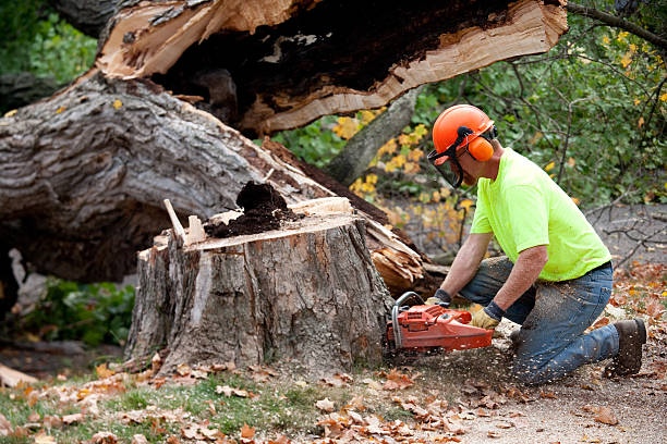 Seasonal Cleanup (Spring/Fall) in Spring, TX